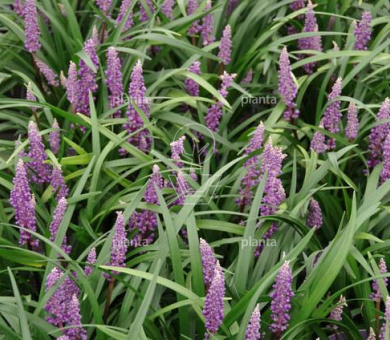 Liriope muscari 'Royal Purple'