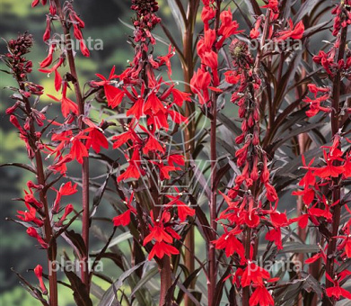 Lobelia cardinalis