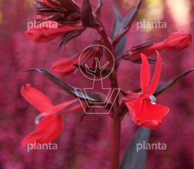 Lobelia fulgens 'Queen Victoria'