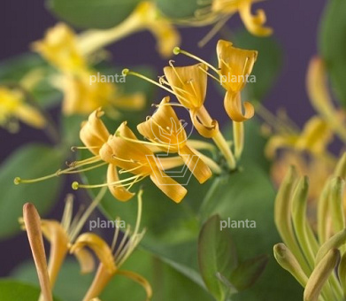 Lonicera 'Mandarin'
