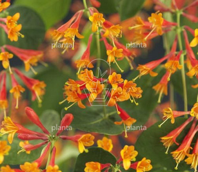 Lonicera brownii 'Dropmore Scarlet'