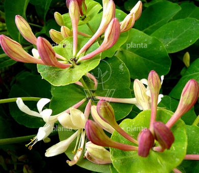 Lonicera caprifolium