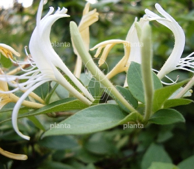 Lonicera japonica 'Hall's Prolific'