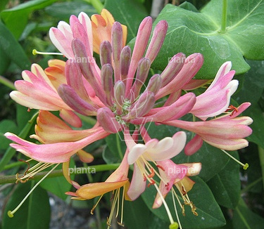 Lonicera japonica 'Red World'