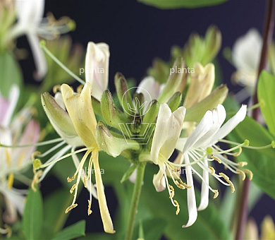 Lonicera periclymenum 'Belgica Select'