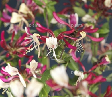 Lonicera periclymenum 'Serotina'