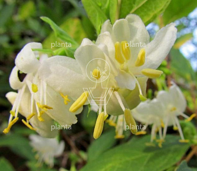 Lonicera purpusii 'Winter Beauty'