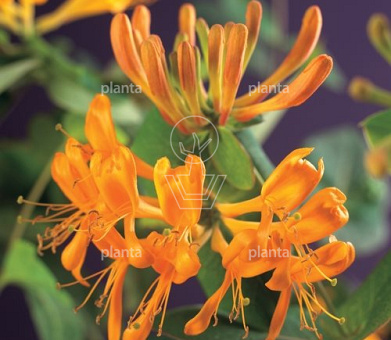 Lonicera tellmanniana