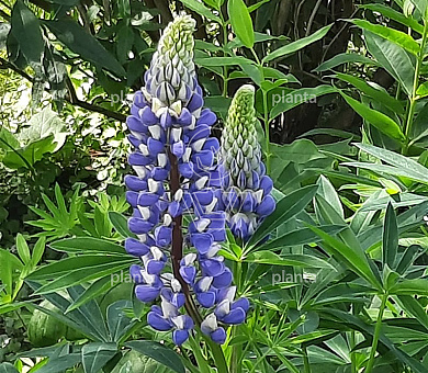 Lupinus 'Gallery Blue'