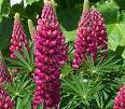 Lupinus 'Gallery Red'