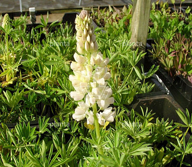 Lupinus 'Gallery White'