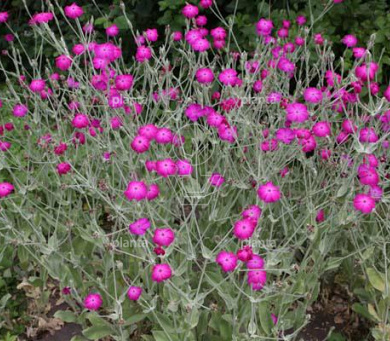 Lychnis coronaria
