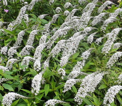 Lysimachia clethroides