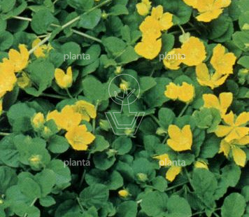 Lysimachia nummularia