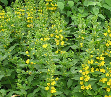 Lysimachia punctata