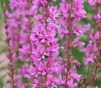 Lythrum salicaria 'Robert'