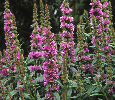 Lythrum salicaria