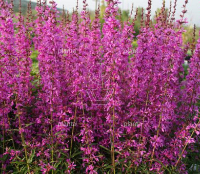 Lythrum virgatum 'Dropmore Purple'
