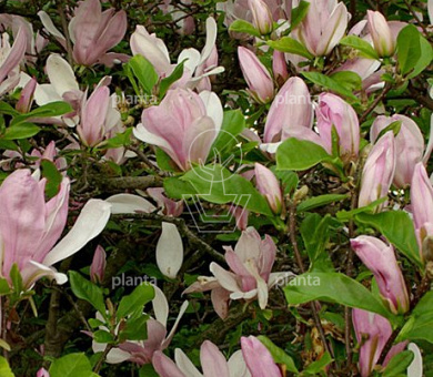 Magnolia 'George Henry Kern'