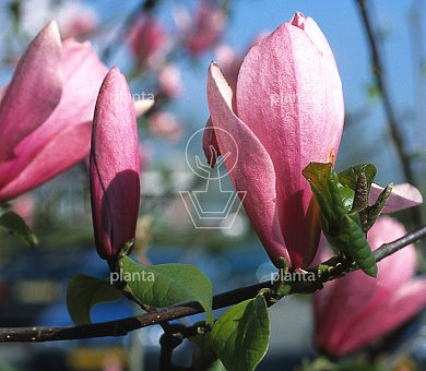 Magnolia 'Heaven Scent'