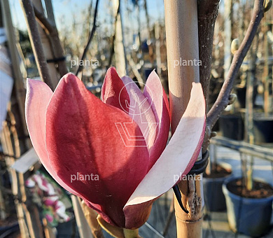 Magnolia 'March Till Frost'