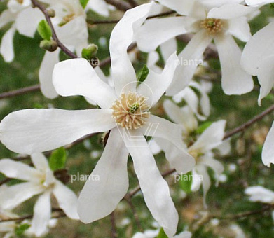 Magnolia kobus