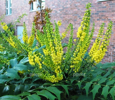 Mahonia media 'Charity'