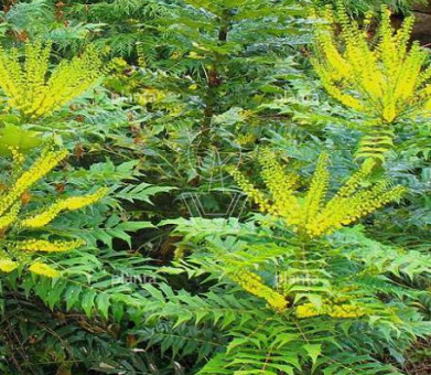 Mahonia media 'Winter Sun'