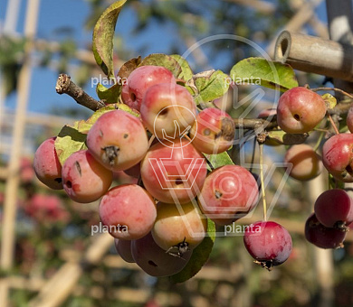 Malus 'Red Sentinel'