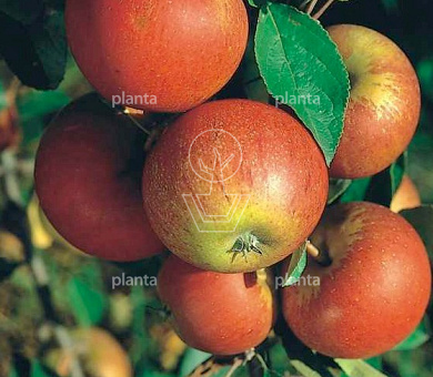 Malus domestica 'Cox's Orange Pippin'