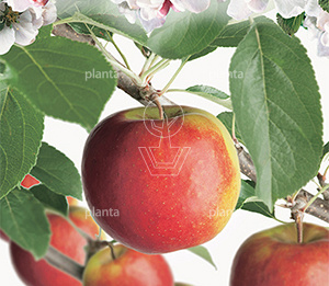 Malus domestica 'Ecolette'