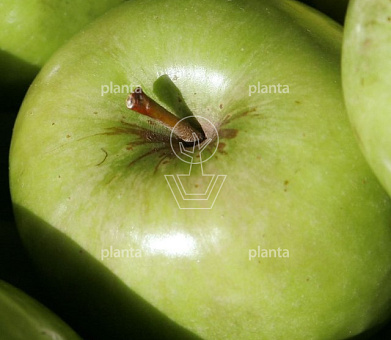 Malus domestica 'Granny Smith'
