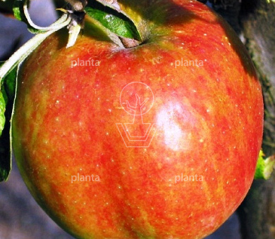 Malus domestica 'Jonagold'