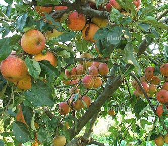 Malus domestica 'Schone van Boskoop'