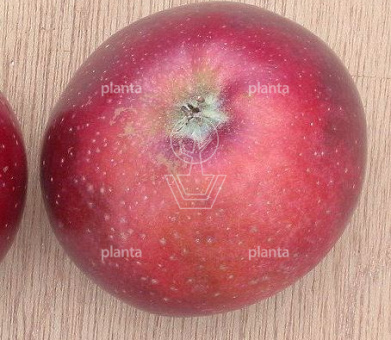 Malus domestica 'Sterappel'
