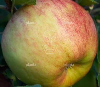 Malus domestica 'Elstar'