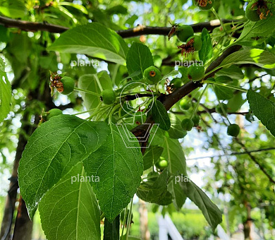 Malus toringo 'Brouwers Beauty'