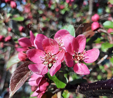 Malus toringo 'Scarlett'