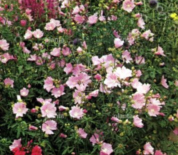 Malva moschata