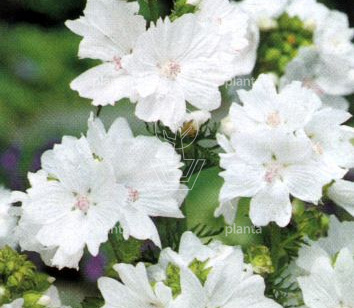 Malva moschata 'Alba'