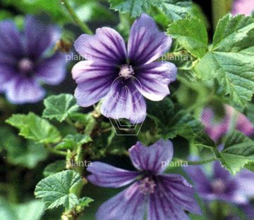 Malva sylvestris 'Primley Blue'