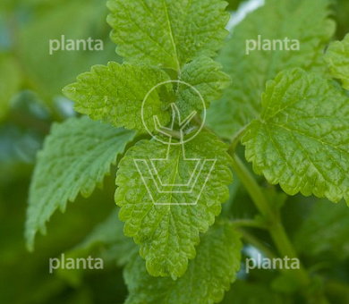Mentha spicata