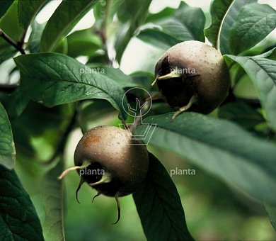 Mespilus germanica 'Nottingham'