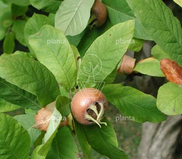 Mespilus germanica