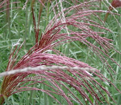Miscanthus sinensis 'Ferner Osten'