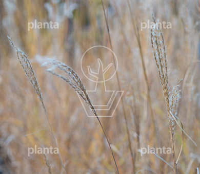 Miscanthus sinensis 'Kleine Silberspinne'