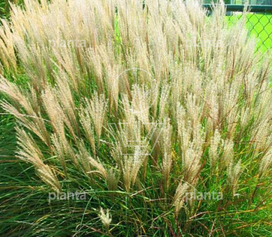 Miscanthus sinensis 'Yaku Jima'