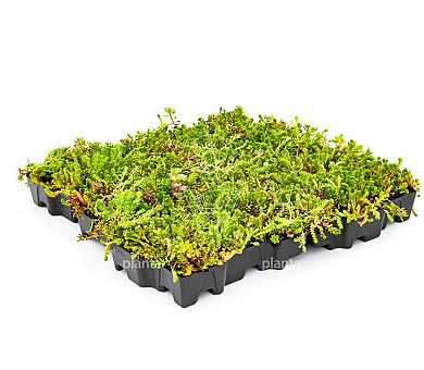 MobiRoof ECO Sedumcassette