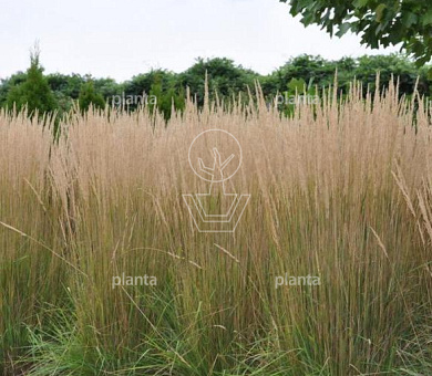Molinia arundinacea 'Karl Foerster'