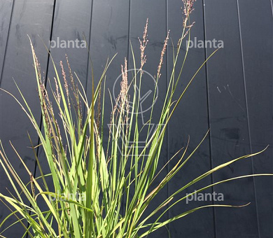 Molinia caerulea 'Edith Dudszus'